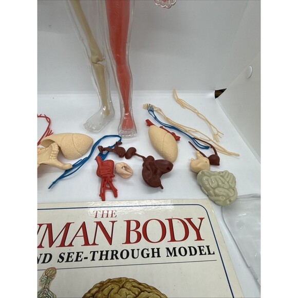 Vintage The Human Body Book And See-Through Model- Human Skeleton Kit - Picture 11 of 11